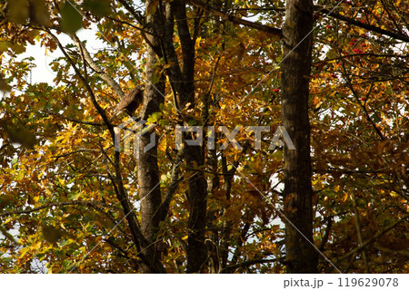 Birds of prey - Common Buzzard (Buteo buteo) Birds of prey - Common Buzzard (Buteo buteo) 119629078