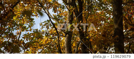 Birds of prey - Common Buzzard (Buteo buteo) Birds of prey - Common Buzzard (Buteo buteo) 119629079