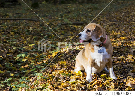 A dog that has a tag is sitting comfortably in a large pile of leaves A dog that has a tag is sitting comfortably in a large pile of leaves 119629388