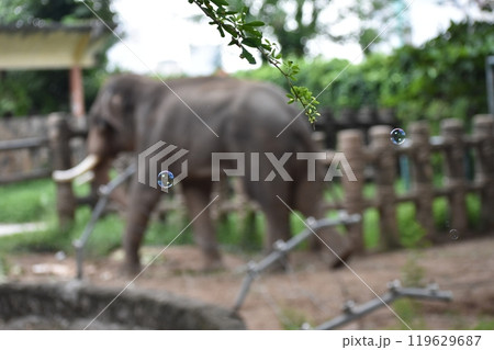 FOCUSED BUBBLES IN FRONT OF AN ELEPHANT ON THE ZOO FOCUSED BUBBLES IN FRONT OF AN ELEPHANT ON THE ZOO 119629687
