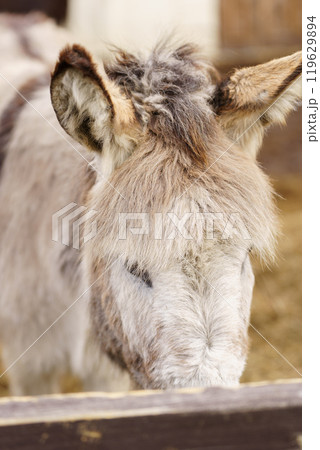 Donkey feeds on hay, showcasing its strength and elegance in the peaceful setting. 119629894