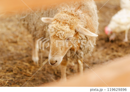 Fluffy sheep peacefully standing in a pen filled with golden hay on a serene farm setting. Fluffy sheep peacefully standing in a pen filled with golden hay on a serene farm setting. 119629896