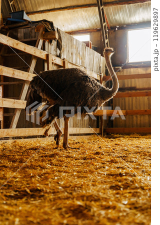 Ostrich is standing proudly in a charming barn filled with golden hay bales. Vertical photo 119629897