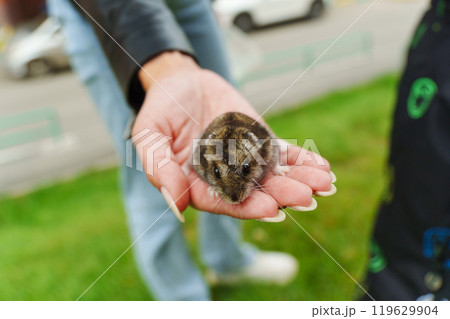 A gentle moment with a tiny rodent held in open hands outdoors on a sunny day, showcasing the connection between nature and friendship A gentle moment with a tiny rodent held in open hands outdoors on a sunny day, showcasing the connection between nature and friendship 119629904