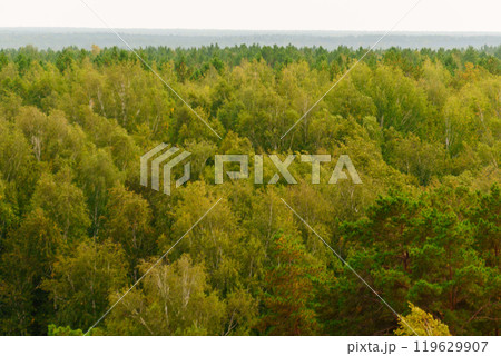 Tall trees blend harmoniously in shades of green, creating a soothing landscape under a soft, gray sky that hints at an approaching rain. 119629907