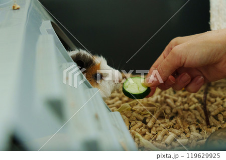 In a cozy corner, a curious guinea pig peeks out of its shelter, excitedly reaching for a refreshing cucumber In a cozy corner, a curious guinea pig peeks out of its shelter, excitedly reaching for a refreshing cucumber 119629925