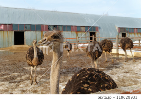 Ostriches with long necks and large eyes are standing peacefully side by side in a pen on farm Ostriches with long necks and large eyes are standing peacefully side by side in a pen on farm 119629933