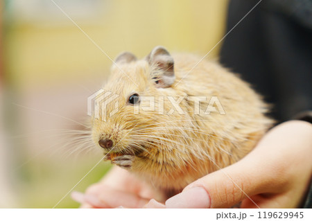A playful squirrel happily munching on a treat, nestled in the gentle embrace of a loving hand during a sunny afternoon 119629945