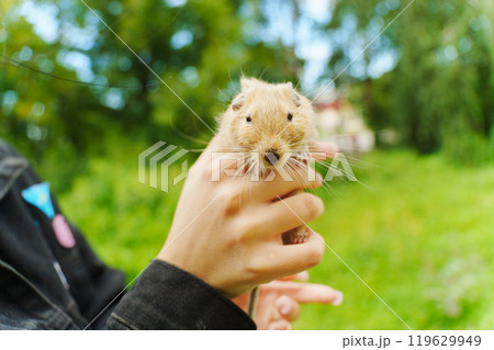 A lively pet squirrel sits comfortably on its owner's lap, surrounded by the lush greenery of a sunny garden. A lively pet squirrel sits comfortably on its owner's lap, surrounded by the lush greenery of a sunny garden. 119629949
