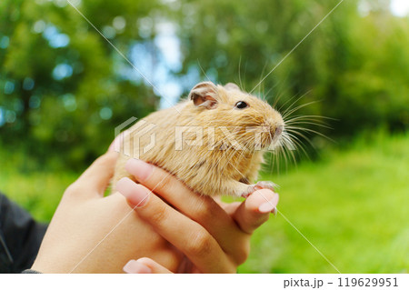 A lively pet squirrel sits comfortably on its owner's lap, surrounded by the lush greenery of a sunny garden. 119629951
