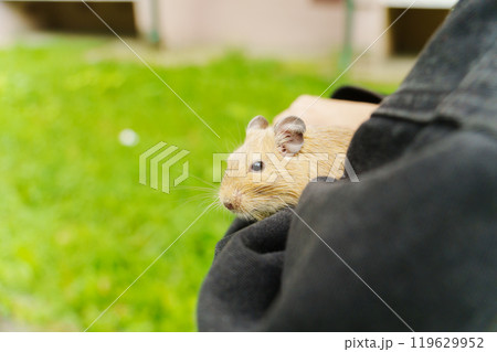 A curious squirrel gently on a hand during a sunny afternoon in the garden 119629952