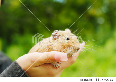 A curious squirrel explores the cozy lap of its owner on a sunny afternoon in a vibrant garden 119629953