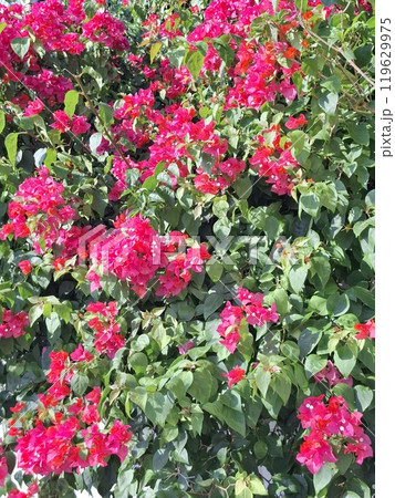 花 フラワー お花 119629975