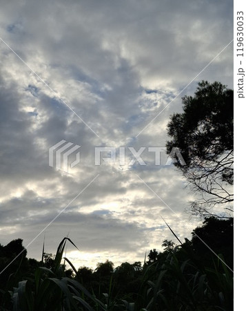 自然 天然 ナチュラル 119630033