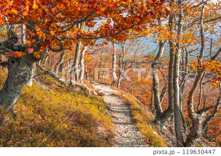 A tranquil path meanders through an autumn forest, surrounded by colorful leaves in shades of orange and yellow. Sunlight filters through the trees, creating a warm, inviting atmosphere. 119630447