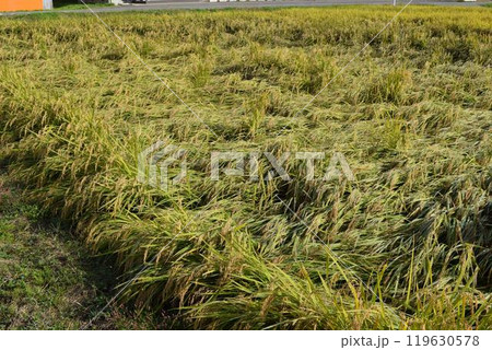 倒れた稲穂 収穫前の田園 119630578