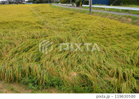 倒れた稲穂 収穫前の田園 倒れた稲穂 収穫前の田園 119630580