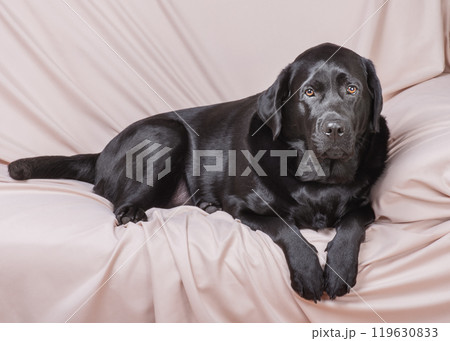 A black Labrador retriever dog lies on a beige sofa. 119630833