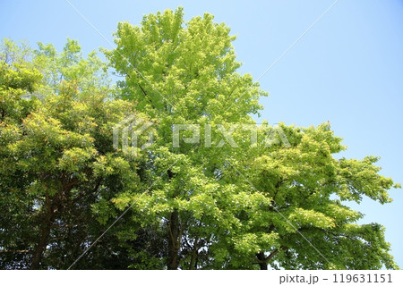 爽やか 若葉 トウカエデ 爽やか 若葉 トウカエデ 119631151