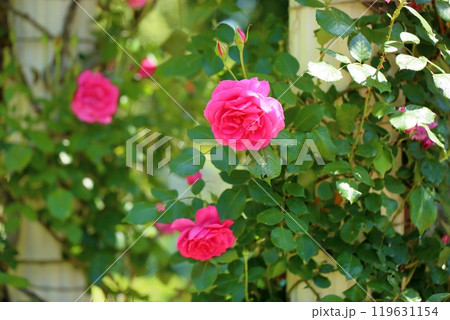 初夏のバラ園 バラの花 パレード 初夏のバラ園 バラの花 パレード 119631154