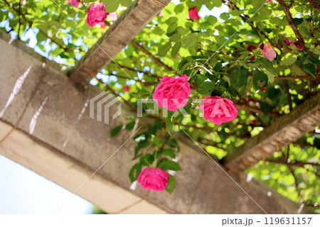 初夏のバラ園　バラの花　パレード 119631157