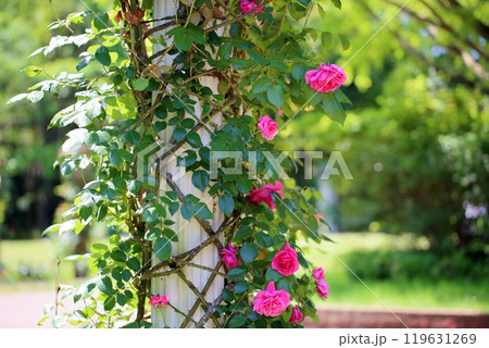 初夏のバラ園 バラの花 パレード 初夏のバラ園 バラの花 パレード 119631269