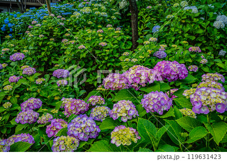文京あじさいまつり 119631423