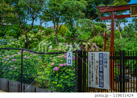 文京あじさいまつり 119631424