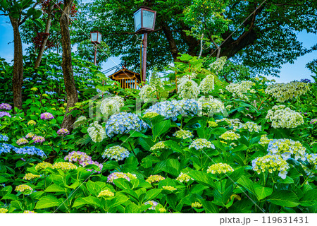文京あじさいまつり 119631431