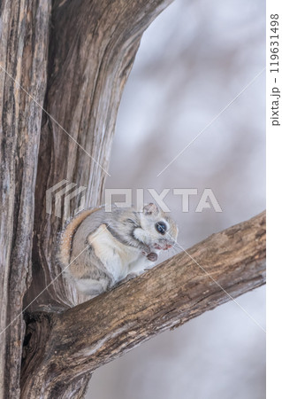 エゾモモンガは冬の北海道のアイドル 119631498