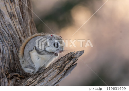 エゾモモンガは冬の北海道のアイドル 119631499
