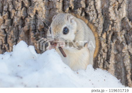 エゾモモンガは冬の北海道のアイドル エゾモモンガは冬の北海道のアイドル 119631719