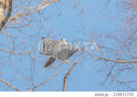 北海道の冬の青空を飛ぶエゾモモンガ 119631720