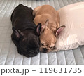 フレンチブルドッグの仲良し兄弟です。 119631735