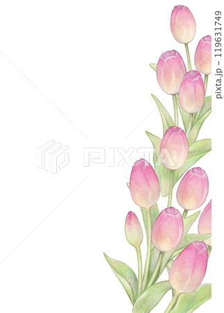 春のピンクのチューリップのポストカードテンプレート 119631749
