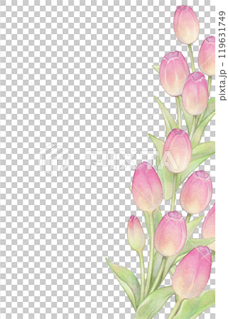 春のピンクのチューリップのポストカードテンプレート 119631749