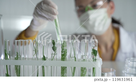 Woman scientist and researcher, wearing a lab coat, green protective gloves and face mask holding a test tube with plants inside, close up. Science concepts Woman scientist and researcher, wearing a lab coat, green protective gloves and face mask holding a test tube with plants inside, close up. Science concepts 119631961