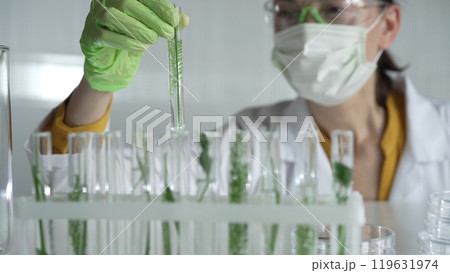 Female scientist wearing a lab coat, green gloves and mask looking to the test tube with plants inside, close up. Science and medicine 119631974