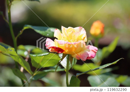 バラの花　ベラローマ 119632290
