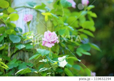 バラの花 ブルームーン バラの花 ブルームーン 119632294
