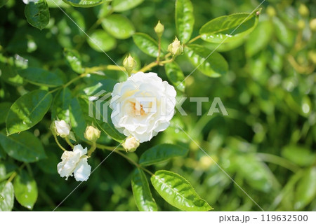 バラの花　サマースノー 119632500
