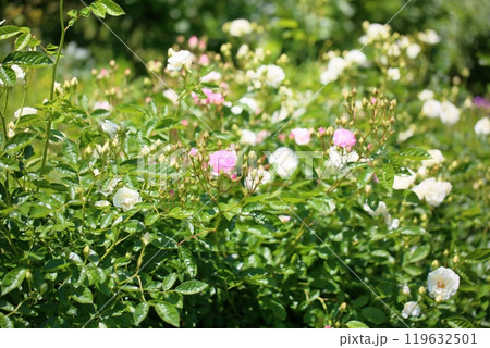 バラの花　サマースノー 119632501
