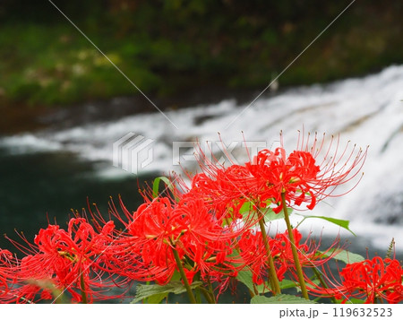 川と彼岸花 119632523
