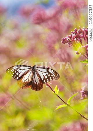 アサギマダラがやって来た 119632587