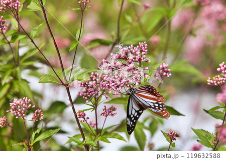 アサギマダラがやって来た 119632588