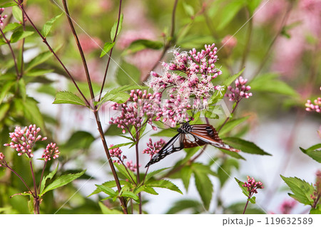 アサギマダラがやって来た 119632589