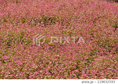 アサギマダラがやって来た アサギマダラがやって来た 119632593