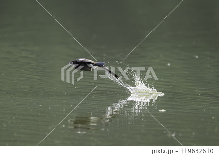 水面を高速で飛ぶハリオアマツバメ 水面を高速で飛ぶハリオアマツバメ 119632610