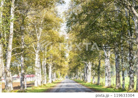 秋晴れの十勝牧場　白樺並木道　北海道音更町 119633304