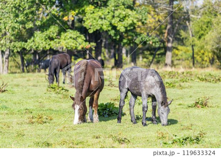 家畜改良センター十勝牧場に放牧された馬たち 北海道音更町 家畜改良センター十勝牧場に放牧された馬たち 北海道音更町 119633324